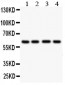 Anti-HEXA Antibody