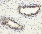 Anti-HLA DMB Antibody