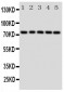 Anti-Grp75 Antibody