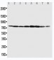 Anti-MCM7 Antibody