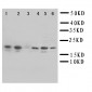 Anti-Hsp27 Antibody