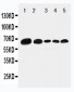 Anti-Paxillin Antibody