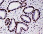 Anti-Arg2 Antibody