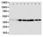 Anti-CrkL Antibody