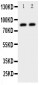 Anti-Daxx Antibody