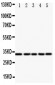 Anti-E2F6 Antibody