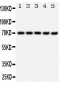 Anti-Hsp70 Antibody