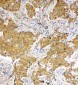 Anti-Hsc70 Antibody