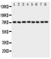 Anti-Hsc70 Antibody