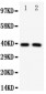 Anti-IRF2 Antibody