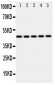 Anti-IRF3 Antibody