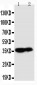 Anti-Kallikrein 9 Antibody