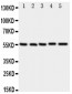 Anti-MEF2A Antibody