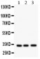 Anti-MPG Antibody