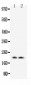 Anti-Myoglobin Antibody