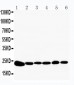 Anti-Peroxiredoxin 2 Antibody