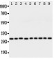 Anti-Peroxiredoxin 3 Antibody