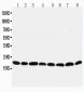 Anti-Peroxiredoxin 5 Antibody