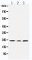 Anti-SDHC Antibody