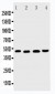 Anti-DR5 Antibody