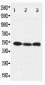 Anti-Beclin 1 Antibody