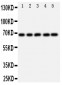 Anti-SHP2 Antibody