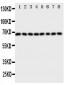 Anti-SHP2 Antibody