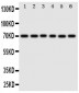 Anti-splicing Factor 1 Antibody