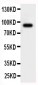 Anti-Cullin 2 Antibody