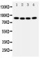 Anti-Cullin 2 Antibody