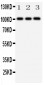 Anti-MCK10 Antibody