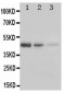 Anti-ERBB3/Her3 Antibody