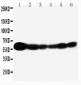 Anti-SHC Antibody