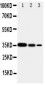 Anti-Smad2 Antibody