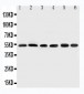 Anti-Smad2 Antibody