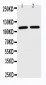 Anti-TRIF Antibody