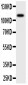 Anti-CSF1R/M-CSFR Antibody