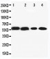 Anti-CYP1A2 Antibody
