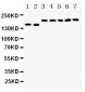 Anti-DCC Antibody