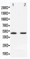 Anti-MEK7 Antibody