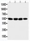 Anti-Matrilin 3 Antibody