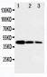 Anti-B MyB Antibody