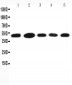 Anti-HSC70 Interacting Protein HIP Antibody