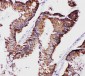 Anti-mtTFA Antibody