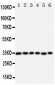 Anti-Aquaporin 4 Antibody