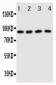 Anti-Cullin3 Antibody