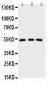 Anti-IRAK4 Antibody