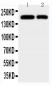 Anti-CD11b Antibody