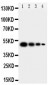 Anti-MFGE8/Lactadherin Antibody