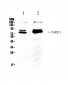 Anti-NRF1 Antibody